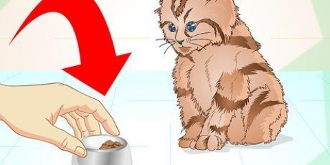 Far mangiare un gattino malato