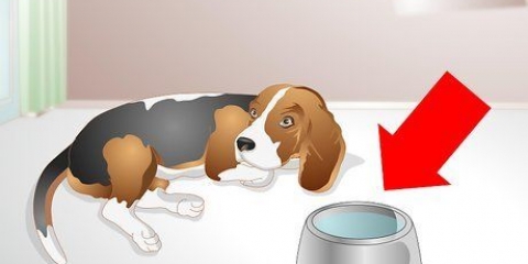 Aiutare un cane malato a bere