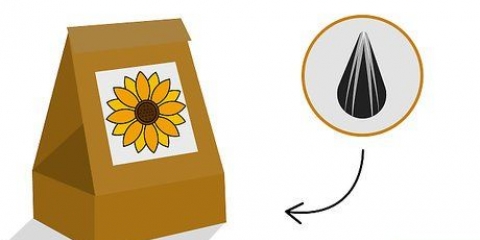 Coltivare un girasole in una pentola