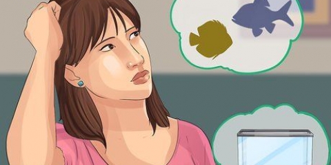 Avvio di un acquario di acqua salata