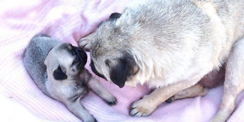 Prendersi cura di un cucciolo appena nato debole