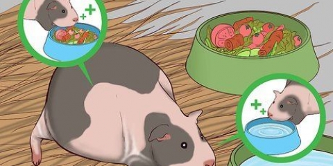 Aiutare una cavia incinta