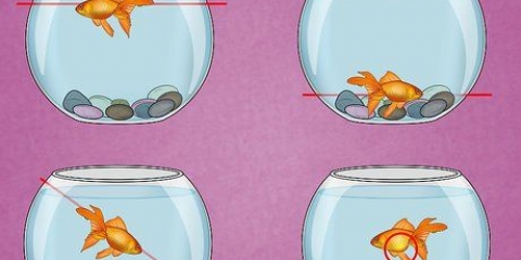 Come trattare un'infezione della vescica natatoria in un pesce rosso