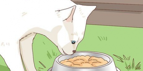 Adotta un gatto randagio