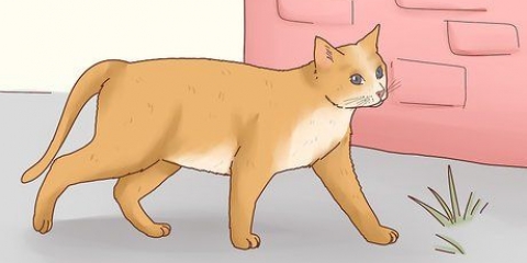 Addomestica un gatto randagio