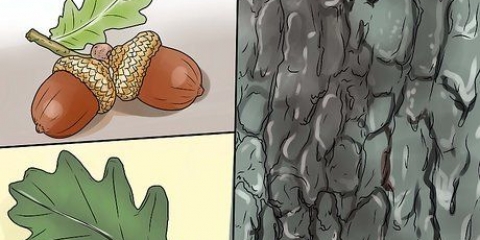 Identifica la foglia di quercia