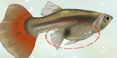 Scopri se la tua guppy è incinta