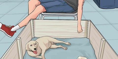 Trattare con una mamma cagna che rifiuta i suoi cuccioli