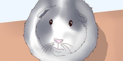 Assicurati che la tua cavia sia felice