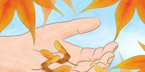 Semi d'acero in germinazione