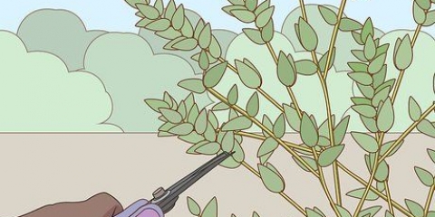 Conservazione dell'eucalipto