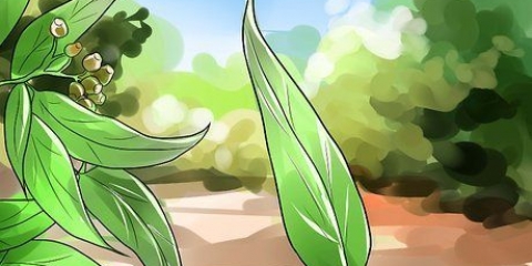 Preparare l'olio di eucalipto