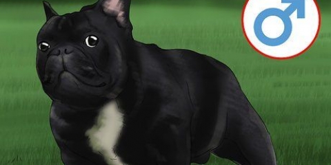 Allevamento di bulldog francesi