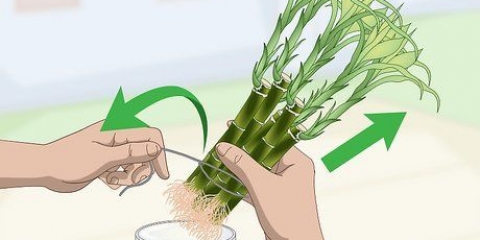 La propagazione del bambù fortunato