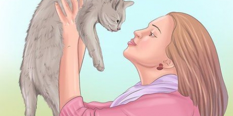 Mostrare affetto a un gatto