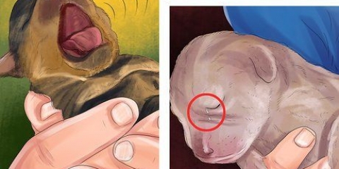 Riconoscere i problemi di salute nei cuccioli appena nati