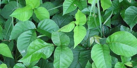 Identificazione dell'edera velenosa