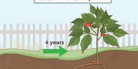 Ginseng in crescita