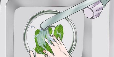 Preparare le foglie di guava per la perdita di peso