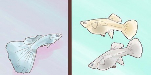 Guppy da riproduzione