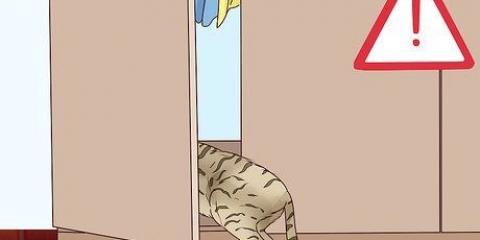 Riconosci che un gatto sta per partorire