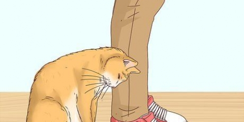 Riconosci se un gatto è un gatto randagio
