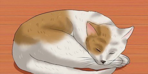 Riconosci se il tuo gatto ha avuto un ictus