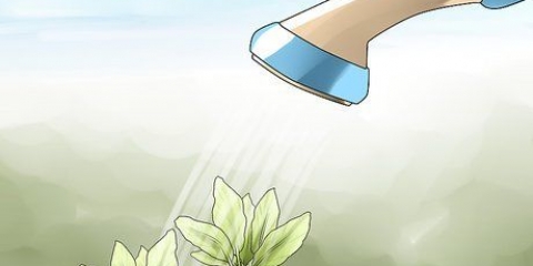 Scegliere il momento migliore per innaffiare il tuo giardino