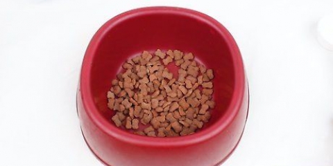 Rendere più gustoso il cibo secco di un cane in modo che mangi tutto