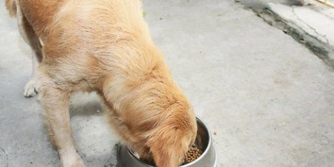 Controllare il comportamento del tuo cane diventando un capobranco