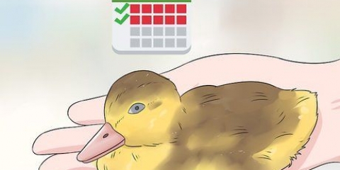 Determinazione del sesso di un cucciolo di anatra