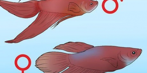 Determinazione del sesso di un pesce betta