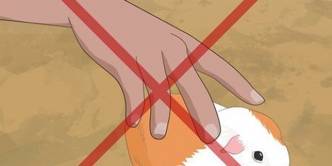 Determinazione del sesso di una cavia