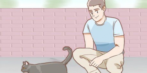 Determinare il sesso di un gatto