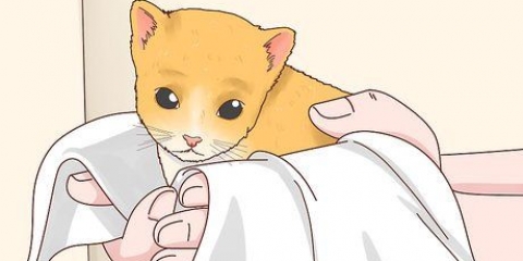 Determinazione del sesso di un gattino
