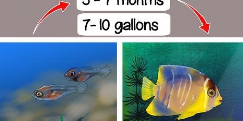 Determinazione del sesso di un pterophyllum