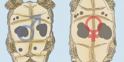 Determinazione del sesso di una tartaruga