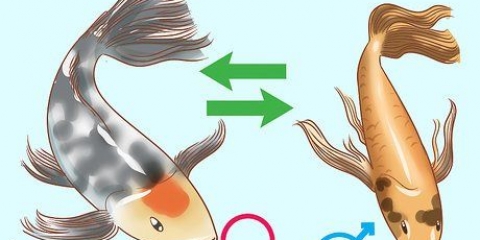Determinazione del sesso di un pesce