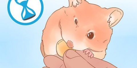 Determinare il sesso del tuo criceto