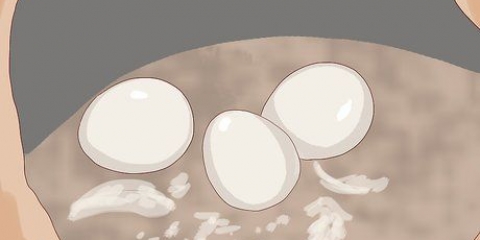 Determinazione del sesso dei pappagalli