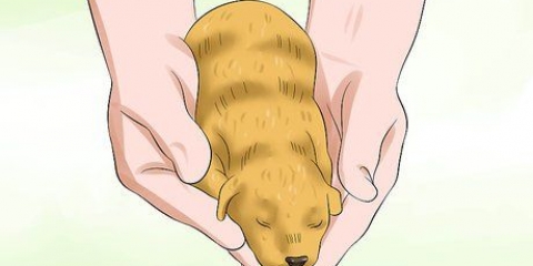 Determinazione del sesso dei cuccioli