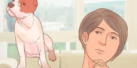 Determinare la razza del tuo cane