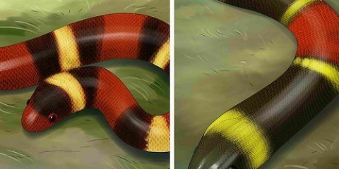 Essere in grado di distinguere tra un kingsnake e un coralsnake