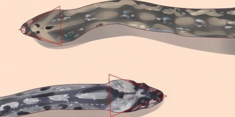 Guarda la differenza tra serpenti velenosi e non velenosi