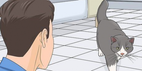 Guadagnare la fiducia di un gatto