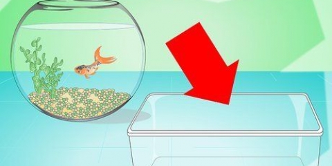 Cambiare l'acqua in un acquario