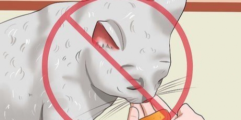 Tenere fuori i gatti