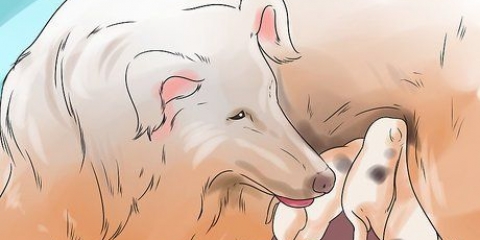Fare in modo che i cani smettano di mangiare la cacca di cane