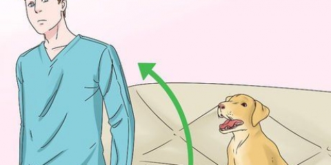 Fare in modo che i cani smettano di leccarsi