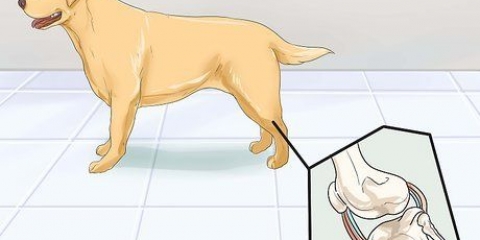 Aiutare i cani con problemi articolari e rigidità